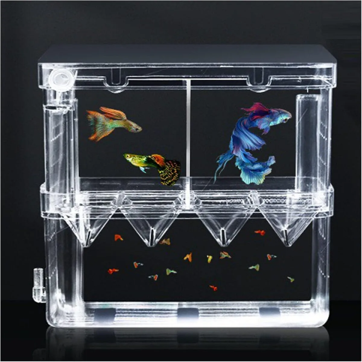 最新 グッピー（5種） 標本箱 グッピー（5種） 標本箱 - メルカリ